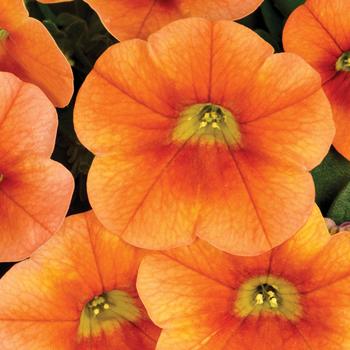 Calibrachoa 'Pumpkin Spice' 