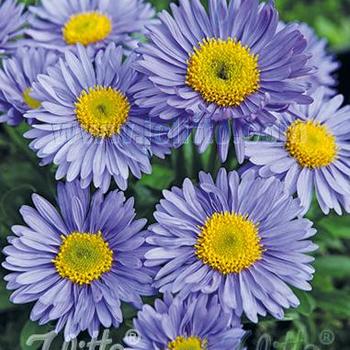 Aster alpinus 'Goliath' 