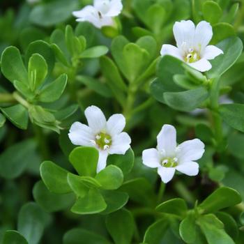 Bacopa monnieri