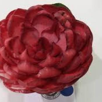 Camellia japonica 'William Forrest Bray' 