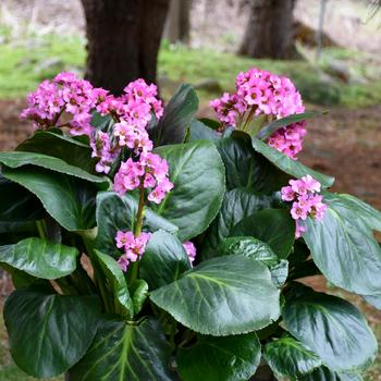 Bergenia 'Miss Piggy' 