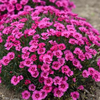 Dianthus 'Paint the Town Fancy'