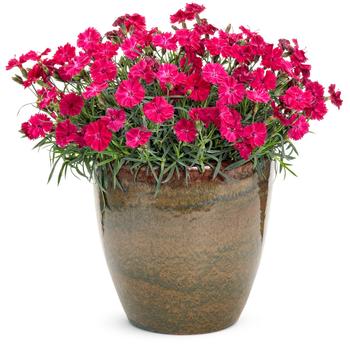 Dianthus 'Paint the Town Red' 