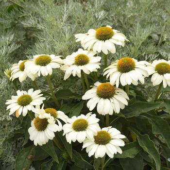 Echinacea 'The Price is White' 