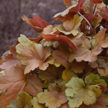 Heuchera Dolce® 'Toffee Tart'