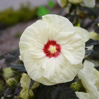 Hibiscus 'French Vanilla' PPAF