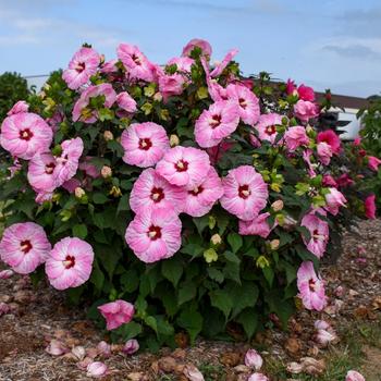 Hibiscus 'Spinderella' PPAF