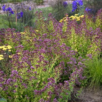 Origanum 'Drops of Jupiter' PPAF Can PBRAF