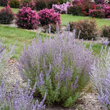 Perovskia atriplicifolia 'Sage Advice' PPAF