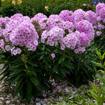 Phlox paniculata 'Opalescence' PPAF, Can PBRAF