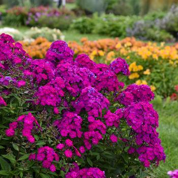 Phlox paniculata 'Ultraviolet' PPAF, Can PBRAF