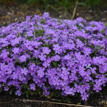 Phlox 'Crater Lake' PPAF, Can PBRAF