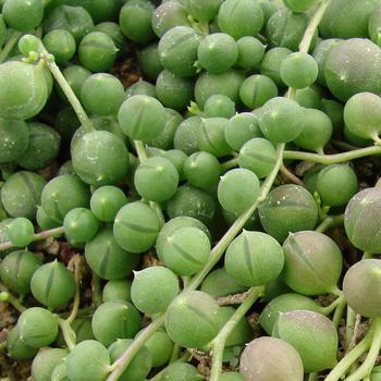 Senecio rowleyanus 