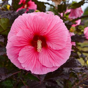 Hibiscus 'Edge of Night' PPAF, Can PBRAF