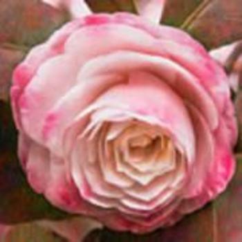 Camellia japonica 'Doris Ellis' 