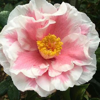 Camellia japonica 'Louise Fitzgerald' 