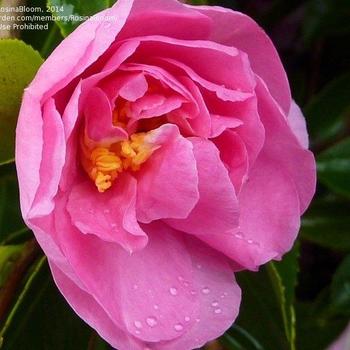Camellia 'Rose Bouquet' 