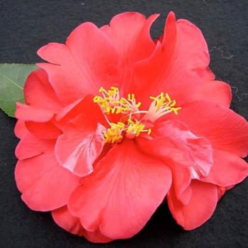 Camellia japonica 'John Rumbach' 