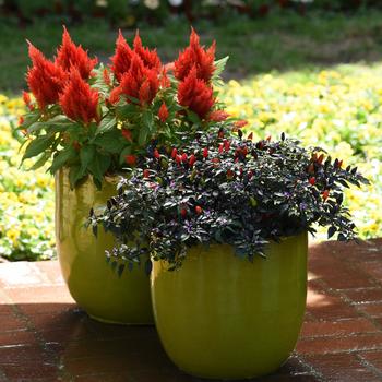 Celosia plumosa 'Scarlet' 