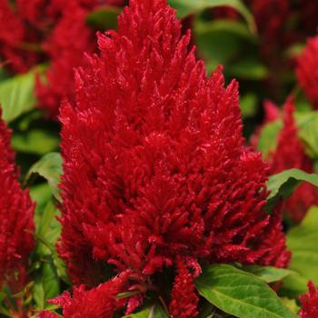 Celosia plumosa