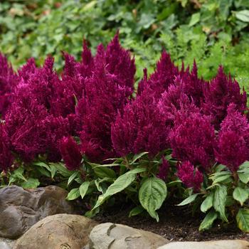 Celosia plumosa