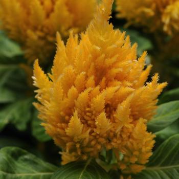 Celosia plumosa First Flame™ Yellow