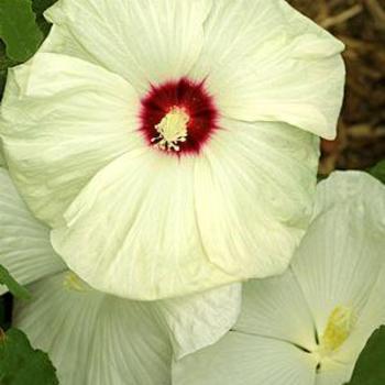 Hibiscus 'New Old Yella' 