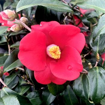 Camellia japonica 'Adeyaka' 
