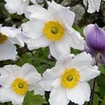 Anemone 'Ruffled Swan' PP27383