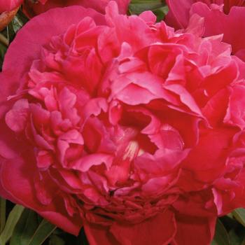 Paeonia 'Renato' 