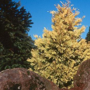 Calocedrus decurrens 'Maupin Glow' 