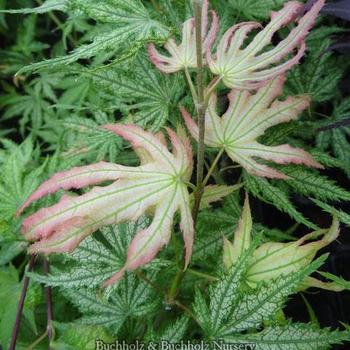 Acer palmatum 'Ghost Dancer' 