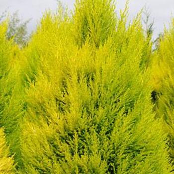 Cupressus macrocarpa 'Saligna Aurea' 