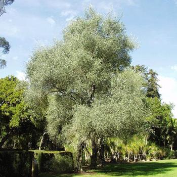 Olea europea 'Bonita' 