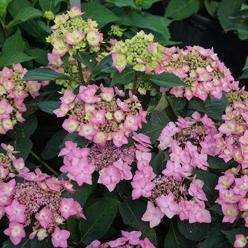 Hydrangea macrophylla x serrata 'SMNHSI' 