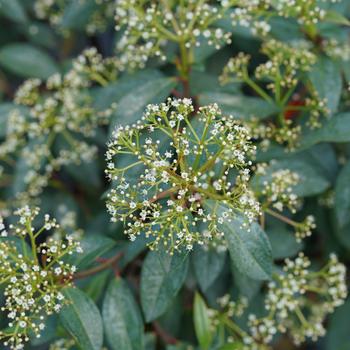 Viburnum 'NCVX3' PP33203