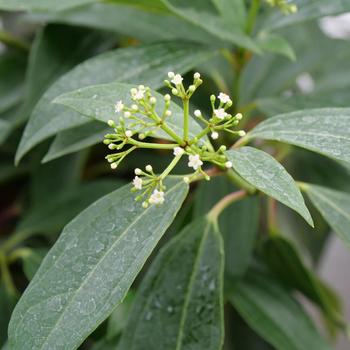 Viburnum 'NCVX2' PP33479