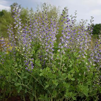 Baptisia 'Blue Bubbly' PPAF