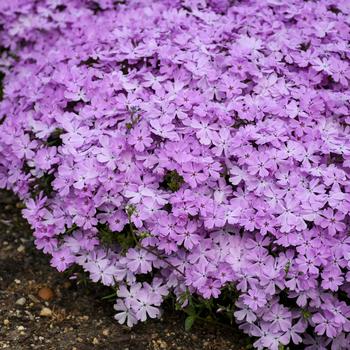 Phlox 'Pink Sparkles' 