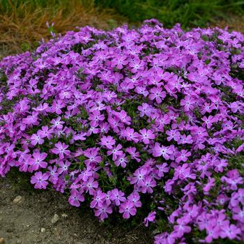 Phlox 'Rose Quartz' 