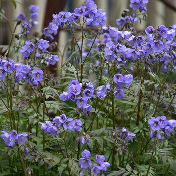 Polemonium caeruleum 'Heaven Scent' PP20214