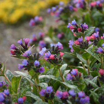 Pulmonaria 'Spot On' 