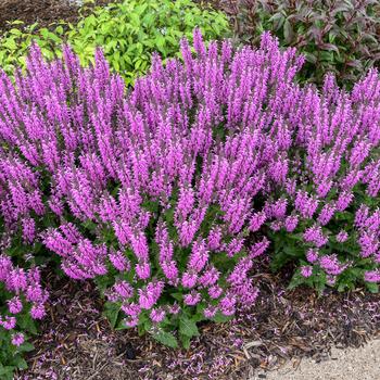 Salvia Color Spires® 'Back to the Fuchsia'