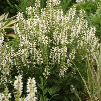 Salvia Color Spires® 'Snow Kiss'