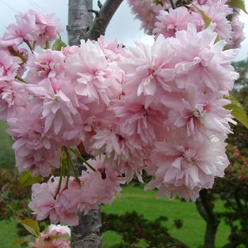 Prunus 'Extrazam' 