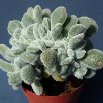 Echeveria pulvinata 'Frosty'