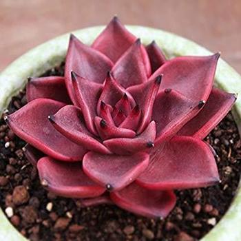 Echeveria purpurosum