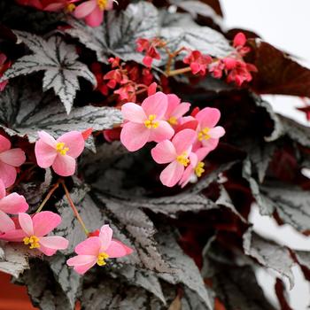 Begonia 'New Year's Eve' 