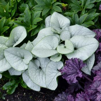 Brunnera 'Alexandria' 