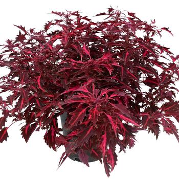 Coleus scutellarioides 'Red Flare' 